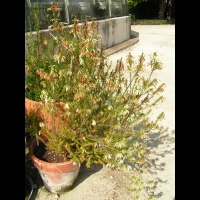Erica Mammosa (fam. Ericacees) (Parc de la tete d'or) (1)